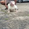 Adult Female Exotic Bully Available