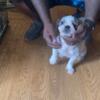 2 male Shih Tzu puppies available