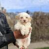 Maltipoo