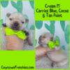 AKC Cream French Bulldog Male