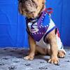 French bulldog puppy