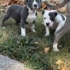 Bully female 