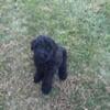 Black Russian Terrier puppy