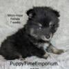 Gorgeous Blue Eyed Pomsky, Husky/Pomeranian Puppies (reds, blues, and black and whites) - Males and Females -  mini and micro size