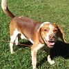 Male Beagle STUD Beautiful Rare Redtick AKC & NKC Registered