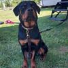 Akc rottweiler