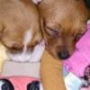 Chiweenies looking for forever homes!