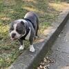 Micro Bully