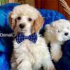 CKC Miniature Poodles