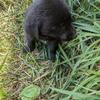 Australian Shepherd Labrador Puppies ( Aussiedors)