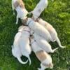 Borzoi puppies for sale