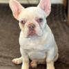 Female Platinum Pied Frenchie, AKC and Full Rights Available