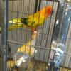 Proven male sun conure $500