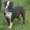 AMERICAN BULLDOG  FEMALE