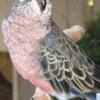 Bourke Parrots