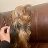 Tramp- 4lb Yorkshire Terrier- Available to stud