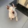 2 Year Old Bull Terrier