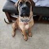 Bullmastiff 8 months