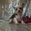 AKC Parti Yorkie For Stud