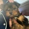 Yorkie puppies toy size babies