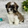 Shih Tzu Puppies Ready Now - males