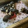 Basset pups 