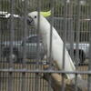Proven Sulphur-crested Cockatoo hen available for $2,000