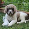 AKC Newfoundland Puppies in Michigan