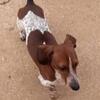 AKC Retired boy Freckles- 8YR - Neutered/UTD