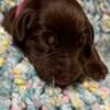 AKC Labrador Retrievers Ready to go home