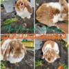 HOLLAND LOPS AVAILABLE- JUNIOR DOE