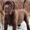 Blocky chocolate AKC Labrador female pups available