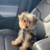 1 Year Old Male Yorkie For Sale