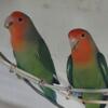 Peach face love birds for sell