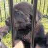 Cuddly and playful German shepherd Rottweiler puppies