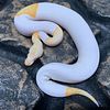 Albino Pied Ball Pythons