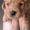 Akc golden retrievers