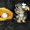 Small Yorkie puppies with baby doll faces