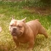 American bully for sale