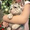 French bulldog frenchies for Christmas!