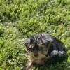 CKC registered Yorkies