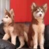 Husky-Doodle puppies