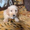 Miniature Dachshund Puppies