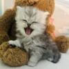 Doll faced Persian kittens