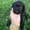 Lab Puppies available in Cave City, Ky