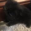 Extreme faced black and doll faced gray CFA Persian Kittens mid July