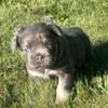 *~* AKC Fluffy French Bulldog blue puppy ~*~ in Michigan *~*