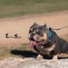 American bully male looking for a new home