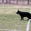 Akc Solid black German Shepherd stud (Proven)