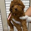 Goldendoodle puppies available